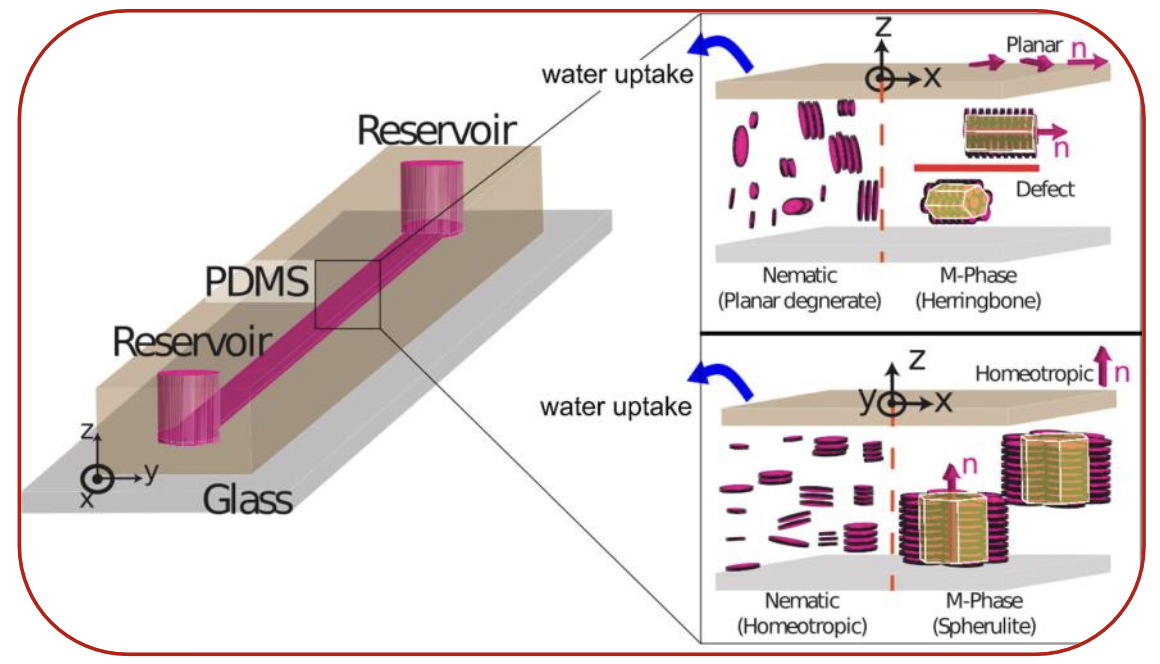 Spatio-temporal programming of lyotropic phase transition in nanoporous microfluidic confinements